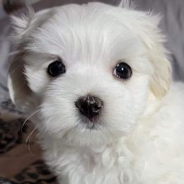 Maltese from Maschler's Maltese Manor