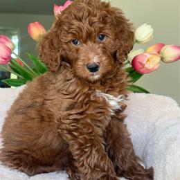 Mercedes - Red  female Goldendoodle puppy in Yuciapa, California from AlltheDoodlez_