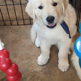 Golden Retriever Puppies from Sandy's Golden Pups