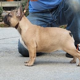 French Bulldog Puppies from Alcide kennels