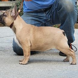 French Bulldog Puppies from Alcide kennels