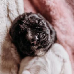 Newfoundland Puppies from Kinson Ridge Giants