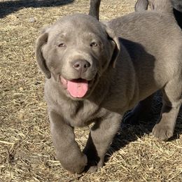 Dilute Retriever and Labrador Retriever Puppies from Hedge Lane Labradors