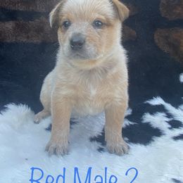 Australian Cattle Dog Puppies from CL Australian Cattle Dogs
