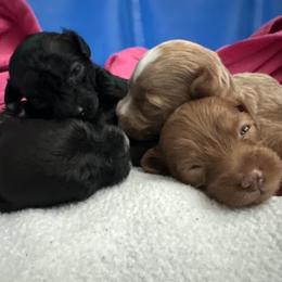 Maltipoo puppies from Little Lou Puppies