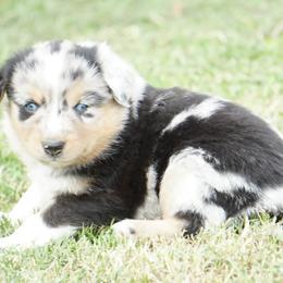 Waylon - Blue merle male Miniature Australian Shepherd puppy in Ada, Oklahoma from Caprock Mini & Toy Aussies