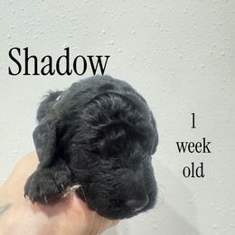 Shadow - Black male Goldendoodle puppy in St. Louis, Illinois from Ashly Miller