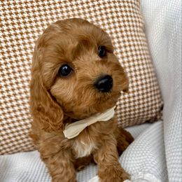 Birch Finn - male Cavapoochon puppy in Lucas, Ohio from Apricot Lane Puppy