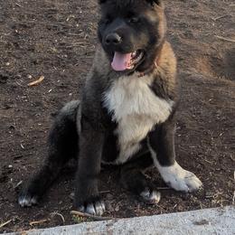 Akita Puppies from Akita Kai Magic