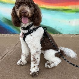 Bailey - Goldendoodle