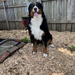Bernese Mountain Dog and Pembroke Welsh Corgi All Grown Up from Concerto Corgis