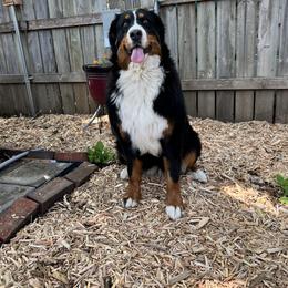 Bernese Mountain Dog and Pembroke Welsh Corgi All Grown Up from Concerto Corgis