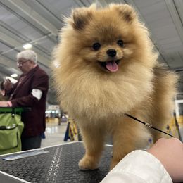 Gilbert - Pomeranian