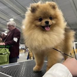 Gilbert - Pomeranian