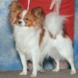 Cassie - Papillon