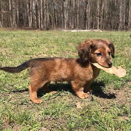 Dachshunds from Doitsujin Dachshunds