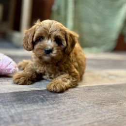 Pumpkin - Red female Cavapoo puppy in Macomb, Missouri from Hunter's Puppies