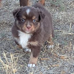 Honey - Red tri female Toy Australian Shepherd puppy in Mountain Home, Idaho from LJK Boxers & Toy Aussies