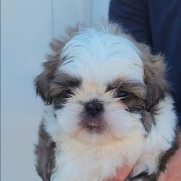 Blue - Blue and white male Shih Tzu puppy in Jenks, Oklahoma from Northstar Shih Tzu