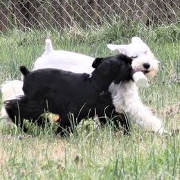 Flashy Phantom Salt and Pepper - Salt and pepper male Miniature Schnauzer puppy in Kannapolis, North Carolina from Schnauzer Affinity