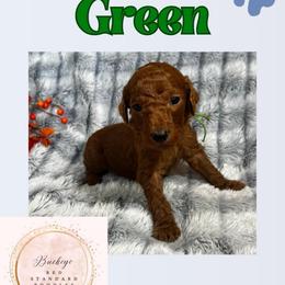 Green - Red  male Poodle puppy in Lima, Ohio from Buckeye Red Standard Poodles