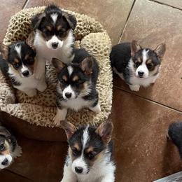 Pembroke Welsh Corgis from Popp Ranch Pembroke Welsh Corgis