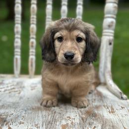 Asher - Cream male Dachshund puppy in Mascot, Tennessee from Magnolia Pearl Dachshunds