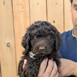 Blue.  (Grey collar) - Brown and white male Aussiedoodle puppy in Coulee City, Washington from Mr and Mrs Doodle Farm
