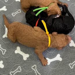 Funshine Bear- Yellow Collar - Apricot male Goldendoodle puppy in Bay City, Texas from Charming Doods Goldendoodles