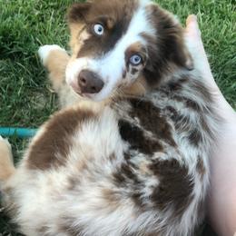 Australian Shepherd Puppies from Wagon Wheel Aussies
