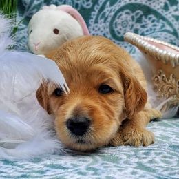 Labradoodle Puppies from 101 Labradoodles