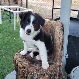 Hawk - Black and white male Border Collie puppy in Morgan, Texas from Shooting Star Ranch