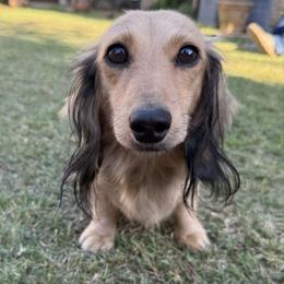 Dachshund puppies from 4-L Backyard Dach