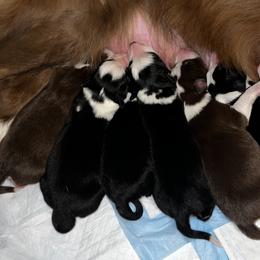 Border Collie Puppies from Pineview Farm