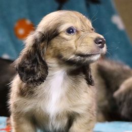 Dachshund All Grown Up from Gryphon Lane Dachshunds