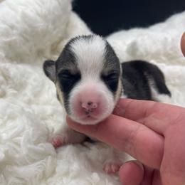 Black girl - Black and tan female Pembroke Welsh Corgi puppy in Adairsville, Georgia from R&R Corgis