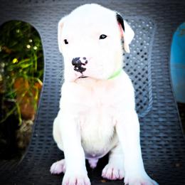 Boy 2 Goliath - White male Dogo Argentino puppy in San Diego, California from Debonair Dogos