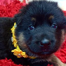 ONYX - Black and red female German Shepherd puppy in Yorkville, Illinois from Vom Archbold Haus World Class German Shepherds