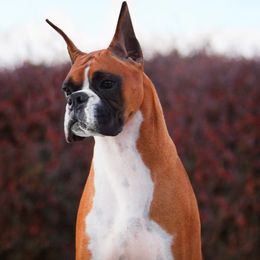 Boxer All Grown Up from Rummer Run Boxers