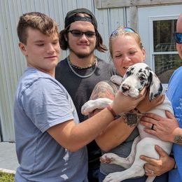Willie - Great Dane puppy from Follow My Lead Great Danes