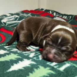 Tundra - Red tri male Miniature Australian Shepherd puppy in Danville, Indiana from Wingler Acres Mini Aussies