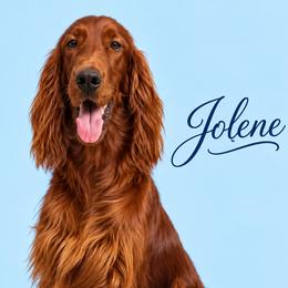 Jolene - Irish Setter