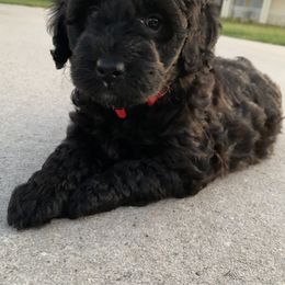 Sheepadoodle Puppies from Riley Grace Puppies
