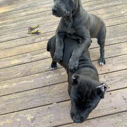 Cane Corso Puppies from Brandy’s Corso’s