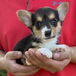Wesley - Black and tan male American Corgi puppy in Foreman Ar., Arkansas from Grassy Lake Corgis