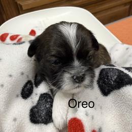 Oreo - Black and white female Shih Tzu puppy in Conway, Missouri from Hillside Loop Kennel LLC