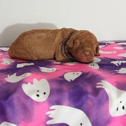 Almost Christmas - Sable female Goldendoodle puppy in Houston, Texas from Were The Mack'Doodles Mack’Poodles