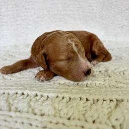 Reef - Apricot male Goldendoodle puppy in Birmingham, Alabama from Ivy’s Doodles