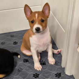 Duke - Red and white male Basenji puppy in Caldwell, Texas from Becker's Basenjis