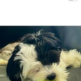 Lhasa Apso Puppies from Cynthia's Lhasa Apsos